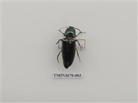 藏品(叩頭蟲(1))的圖片